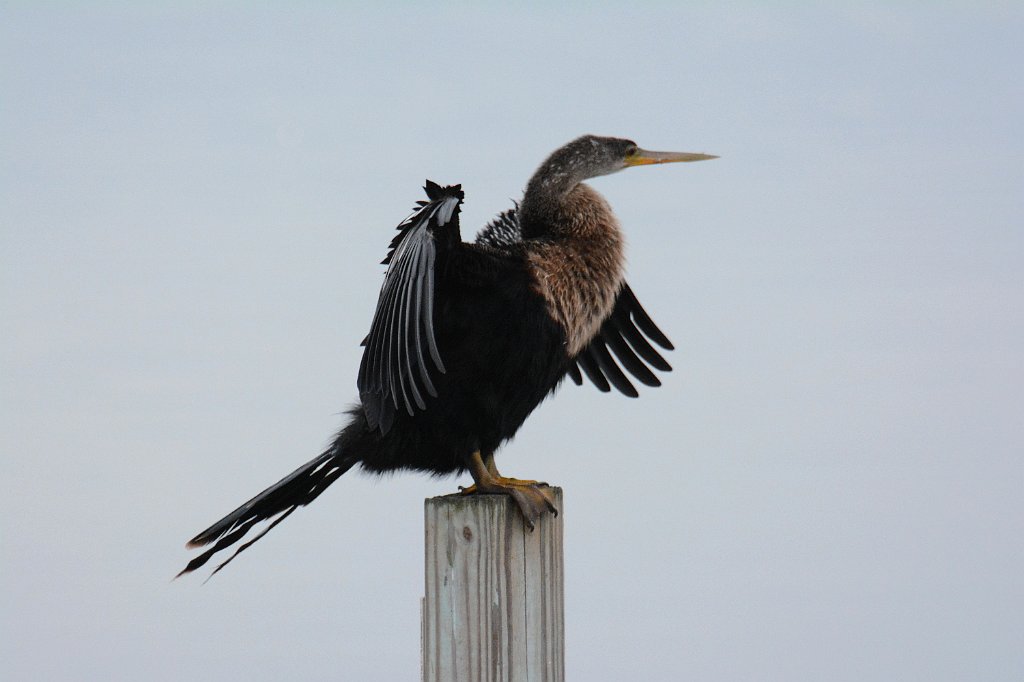 Anhinga, 2015-01201447 Eagle Lakes Community Park, FL.JPG - Anhinga. Eagle Lakes Community Park, FL, 1-20-2015